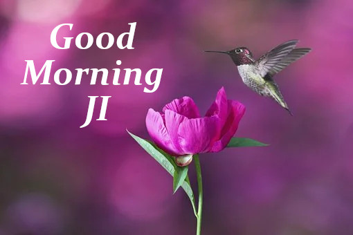 Good Morning Ji