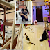 WOMAN BUILDS AN INCREDIBLE  HOUSE FOR HER 300 PLUS PET CATS