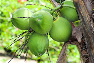 Tender-coconut-कच्चा नारियल