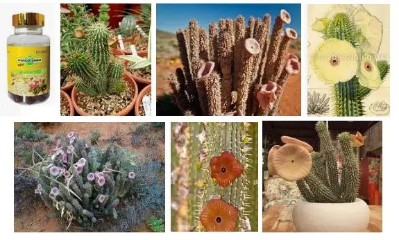 Weight Loss Potent Hoodia: Benefits, Uses, Side Effects, and More