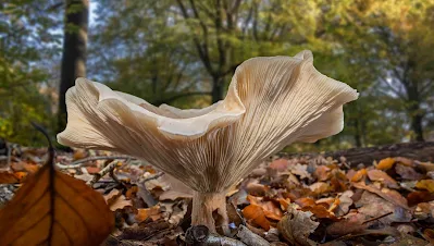 Top Mushroom Company