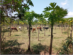 Trees - Ethiopia