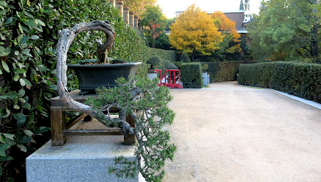 Pino silvestre de la colección de bonsáis del Real Jardín Botánico de Madrid