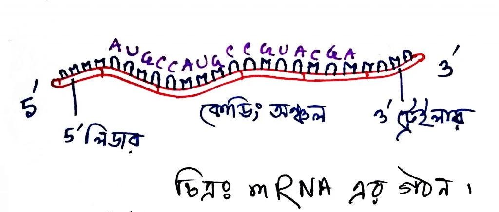 Mrna কি | Mrna এর কাজ কি