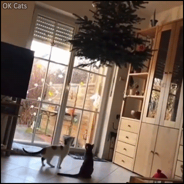 Christmas cat GIF • OWNED!  When your young Ninja cat is clever than you, hahaha, wait for it!