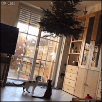 Christmas cat GIF • OWNED!  When your young Ninja cat is clever than you, hahaha, wait for it!