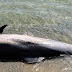 Νεκρά δελφίνια με κομμένα πτερύγια ξεβράστηκαν στη Σάμο - «Πιαστήκαν και θανατώθηκαν σκόπιμα»