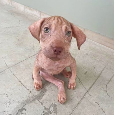 Sister Makes Emotional Plea for Help to Support Disabled Puppy in Need