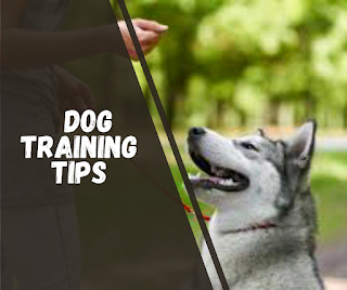 bearsden dog training tips