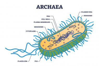 rangkuman-materi-biologi-kelas-10-eubakteria