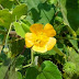 Medicinal Benefits of Abutilon Indicum Leaves - Thuthi keerai