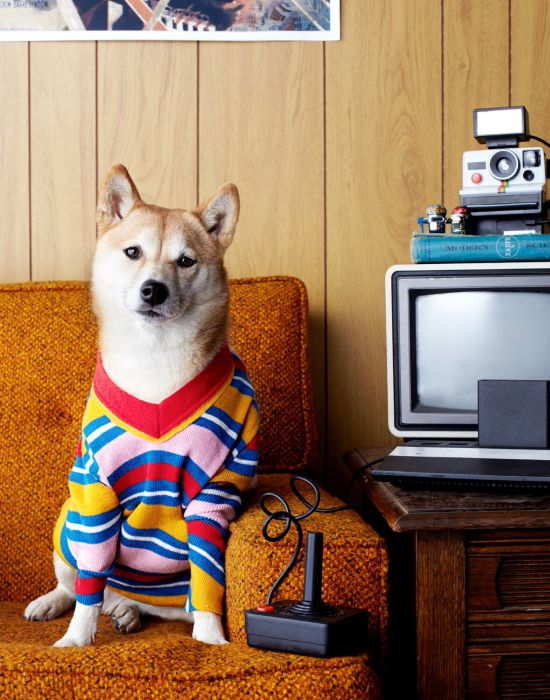 Winnie Au arte fotografia animais estimação divertidos cone vergonha cachorros cães fofos