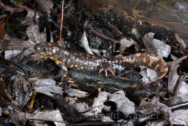Tiger Salamander Ohio