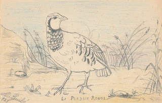 oiseau perdrix