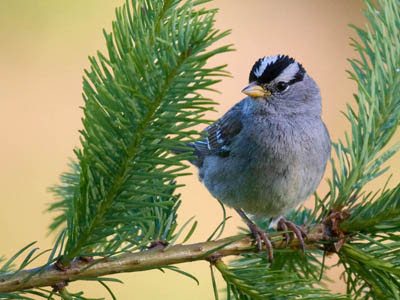 Photo of White-crowned Sparrow on fir branch