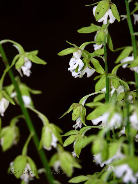 Calanthe discolor