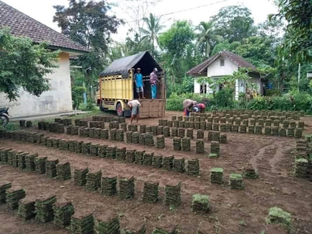 JUAL RUMPUT JEPANG DI PEKANBARU