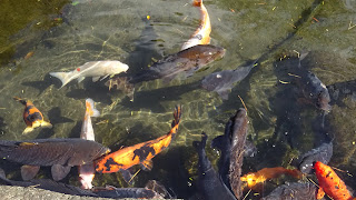 吉池旅館の池の住鯉たち