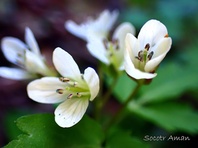 Cardamine anemonoides