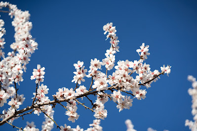 Tree blossoms (Credit: Katlyn Boone/Unsplash)