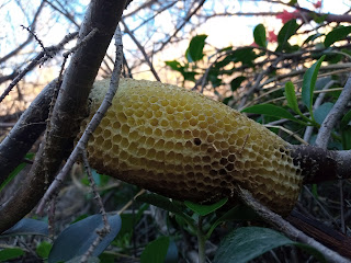 Wild honeycomb