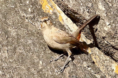 Indian Robin