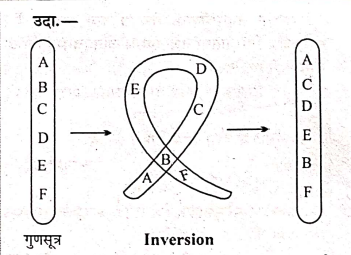 Inversion in chromosome