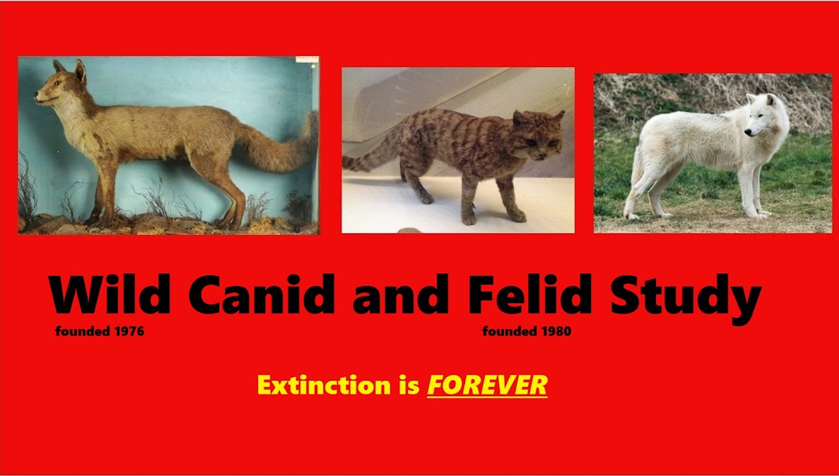 Fox Wild Cat and Wolverine Study Project