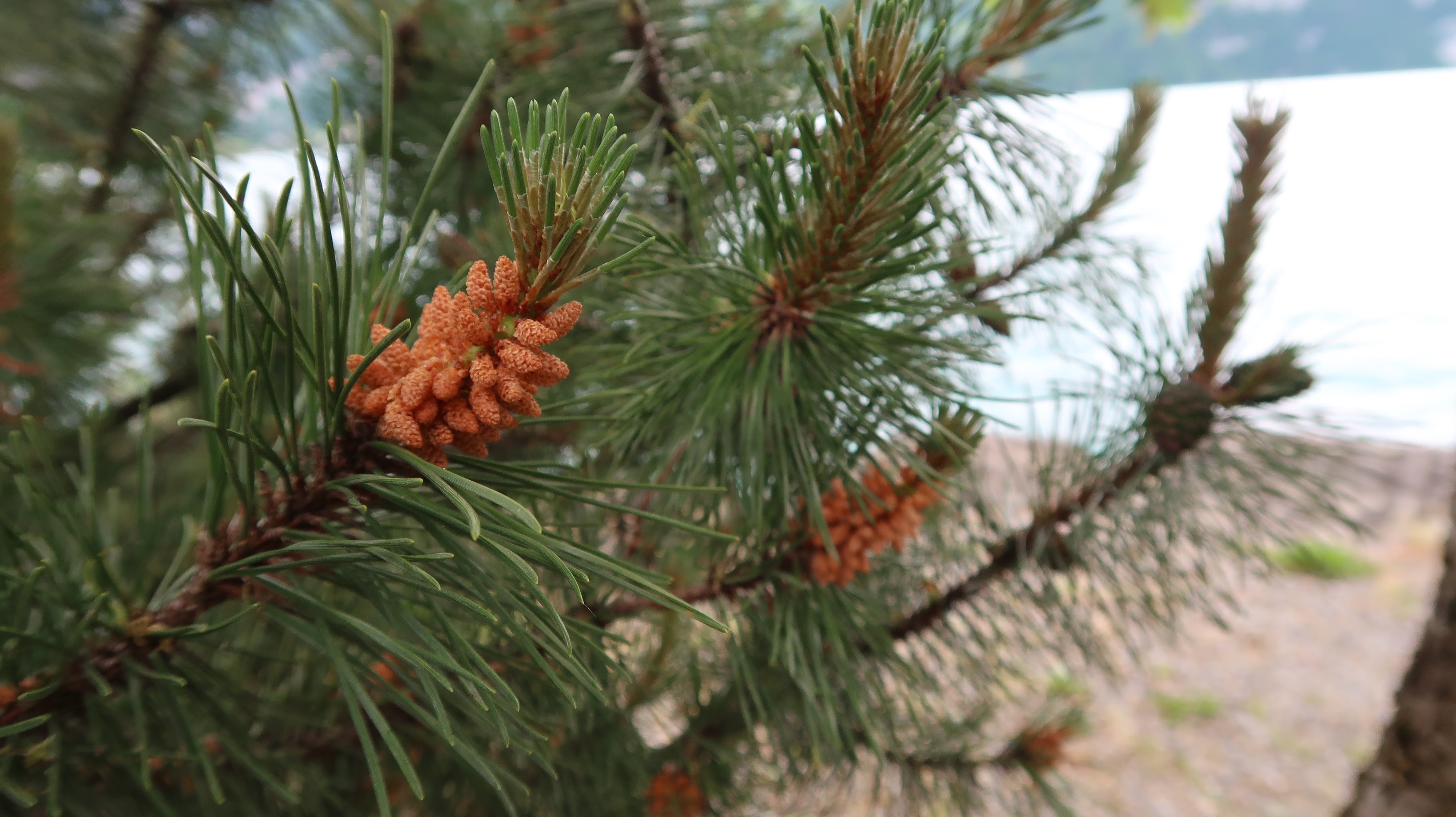 pinecones growing on tree