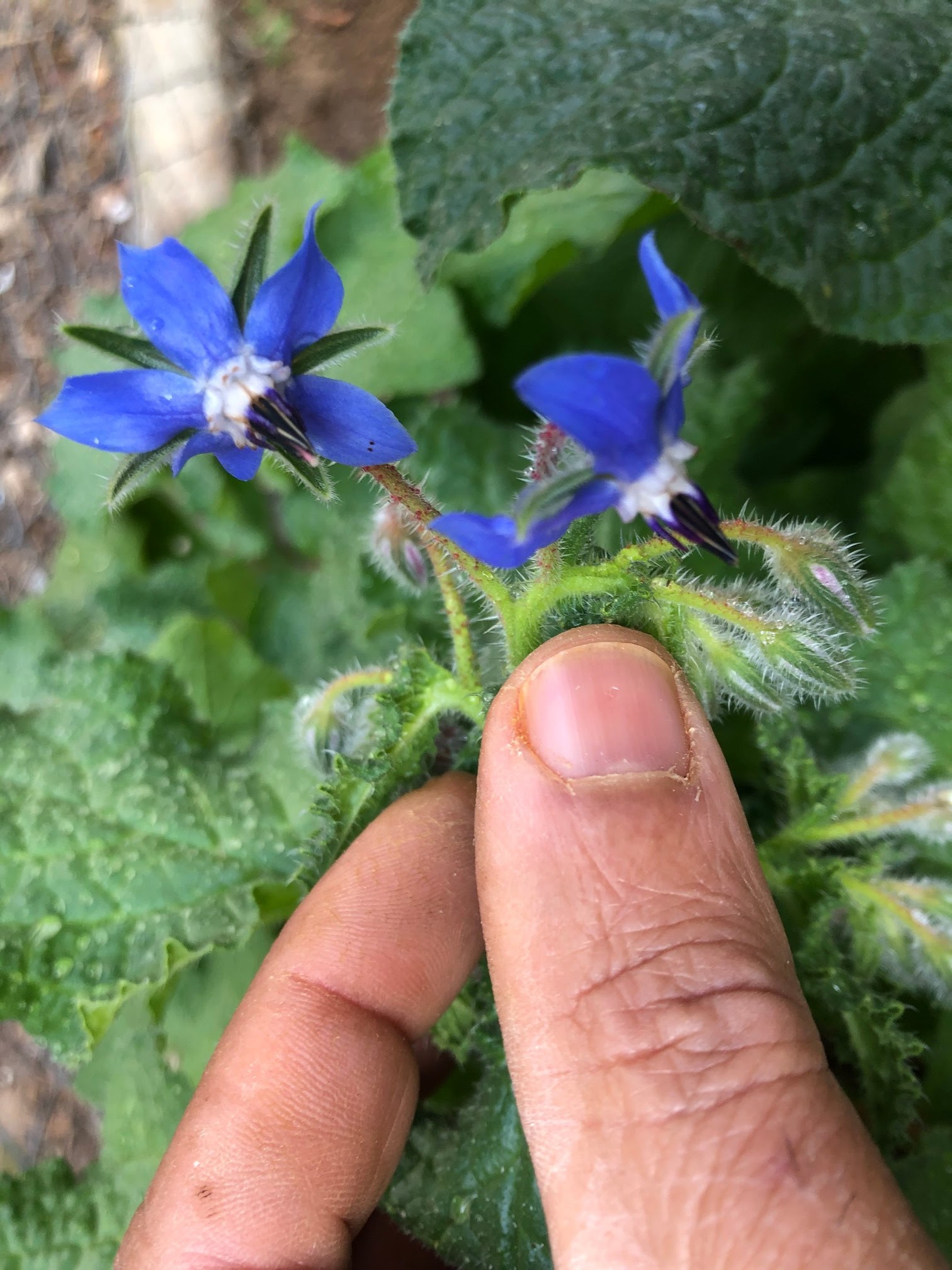 Borage plant grows quickly, anf blooms almost continuously. Borage has attractive green foliage, lovely star-shaped blue flowers and woolly stems. In the garden, This beautiful plantit attracts bees of all kinds.