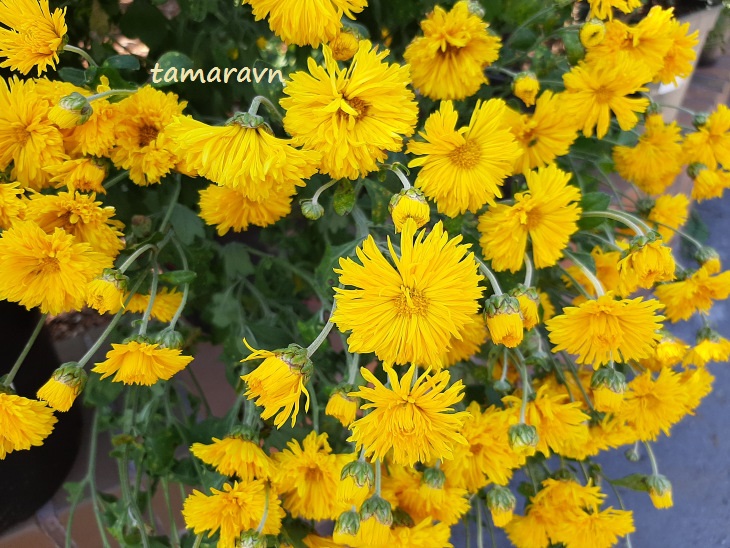 Хризантема (Chrysanthemum)