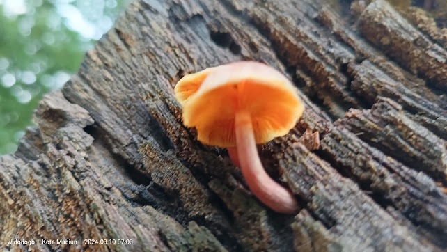 gymnopilus