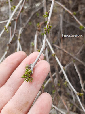 Принсепия китайская / Плоскосемянник китайский (Prinsepia sinensis, =Plagiospermum sinense)