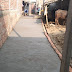ग्राम प्रधान के द्वारा किया जा रहा विकास कार्य ,सराहनीय : माधौगंज, हरदोई
