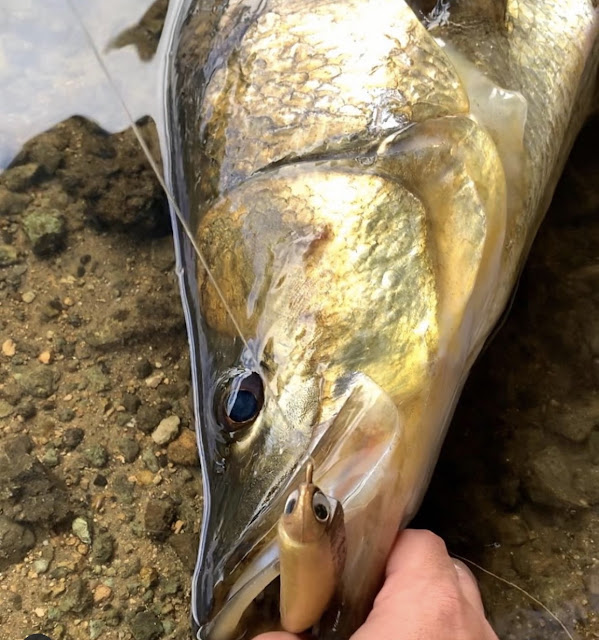 On Foot Angler: Snook-Nook Fishing Report