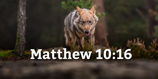 This 1-minute devotion explains why Jesus said, “I am sending you out like sheep among wolves."