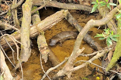 This platypus is hiding in the water under some branches.