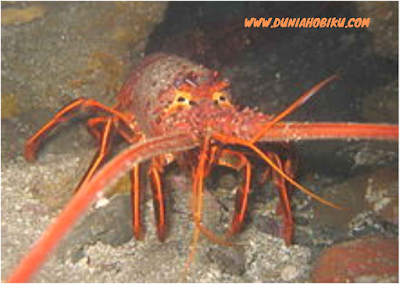 lobster duri