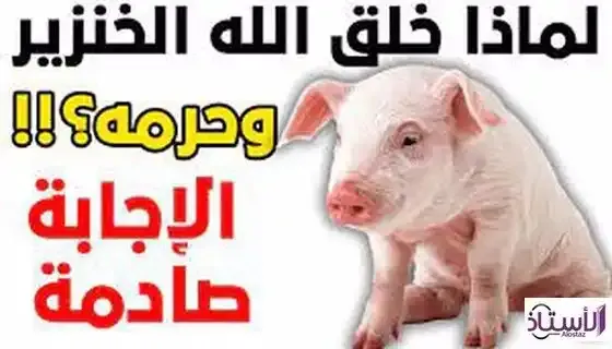 Why-did-God-forbid-pigs