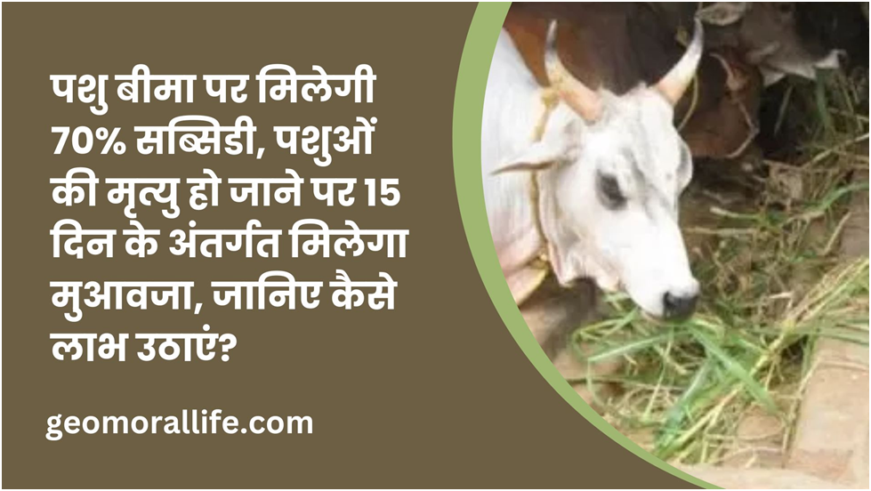 पशु बीमा पर मिलेगी 70% सब्सिडी, पशुओं की मृत्यु हो जाने पर 15 दिन के अंतर्गत मिलेगा मुआवजा, जानिए कैसे लाभ उठाएं