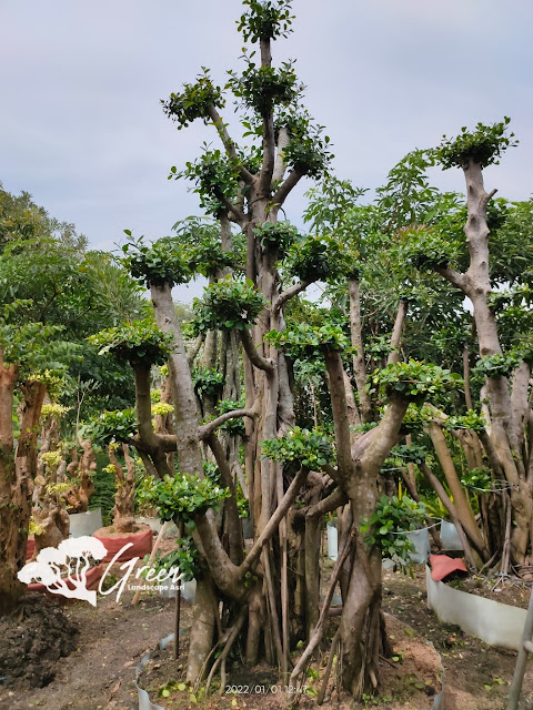 Jual Bonsai Beringin Korea Taman (Pohon Dolar) di Kebumen Garansi Mati Terjamin