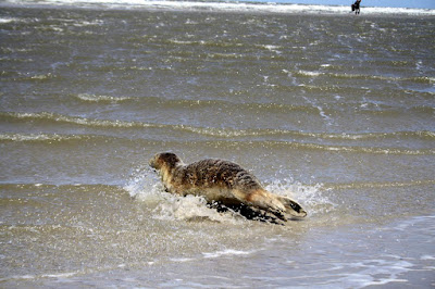 Seehund am Ordinger Strand flieht in die Nordsee