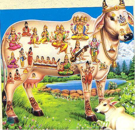 Sacred texts about cows