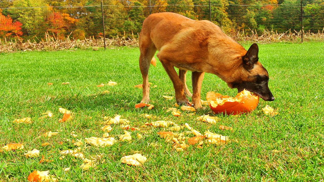 Berger malinois Manger