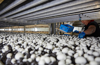 Online mushroom store
