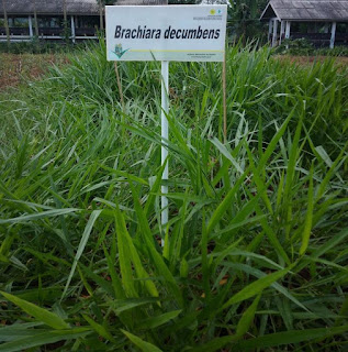 Jenis Rumput Pakan Ternak sapi dan kambing