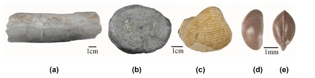 4. कूट जीवाश्म ( pseudofossils) :