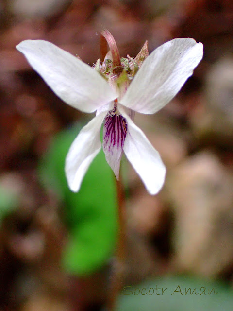 Viola maximowicziana