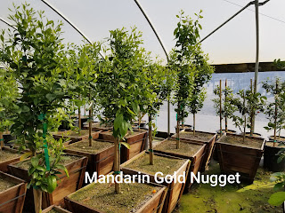 Mandarin Gold Nugget