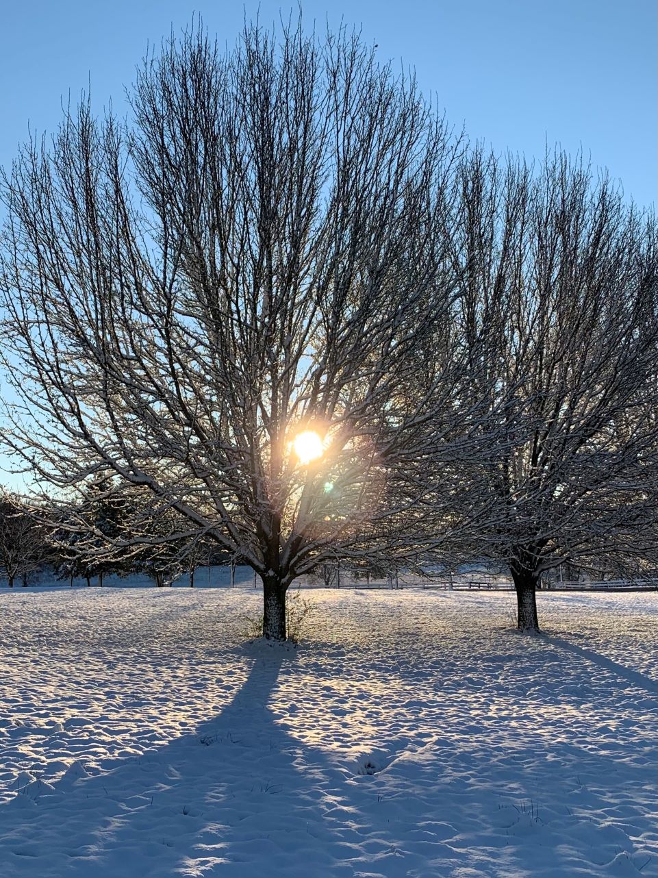 Sun thru the trees on snow day walk